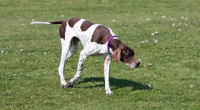 Engleski pointer