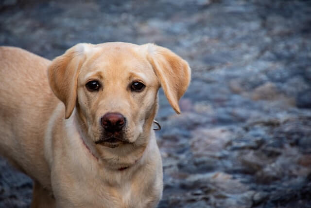 labrador