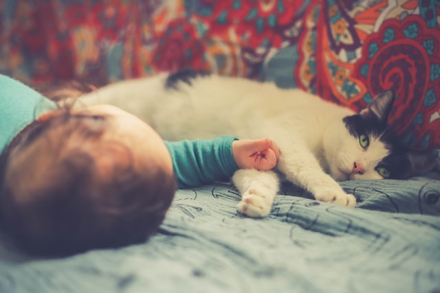 Mačke i bebe