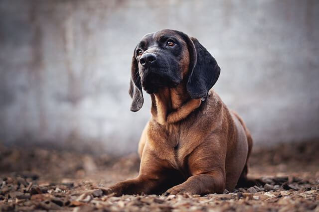 Pas svetog huberta - Bloodhound