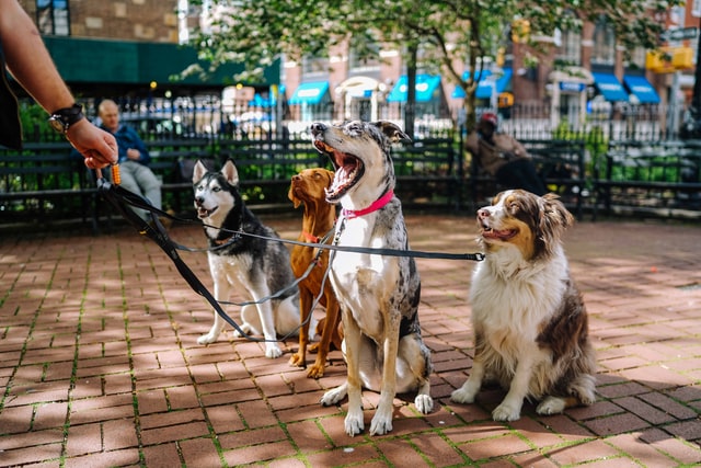 5 rasa pasa koji se najbolje slažu sa drugim psima i životinjama
