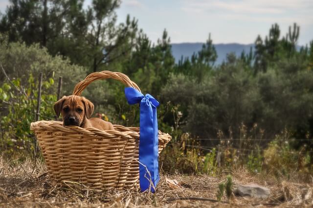 Psi na poklon – prednosti udomljavanja pasa