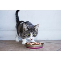 Rogz Anchovy Bowlz činija za mace Zroze
