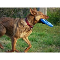 Rogz Rogz Flying Object frizbi Plavi