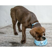Rogz Činija Bubble Bowlz Puppy M Blue