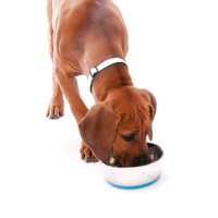 Rogz Slurp Bowlz L Plava