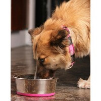 Rogz Slurp Bowlz L Pink