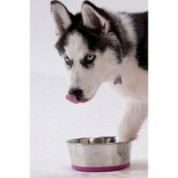 Rogz Slurp Bowlz M Pink