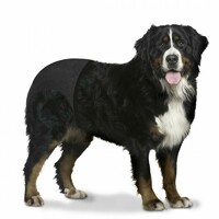 Duvo+ Gaćice za pse XXL  - 60-70cm