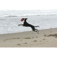 Rogz Rogz Flying Object frizbi Crveni 